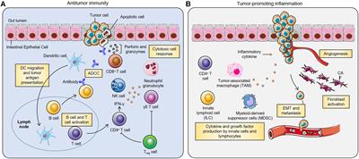 Orally Administrable Therapeutic Nanoparticles for the Treatment of Colorectal Cancer